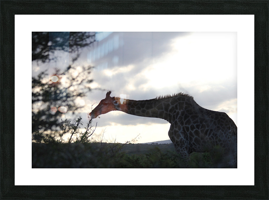 Giraffe Picture Frame print
