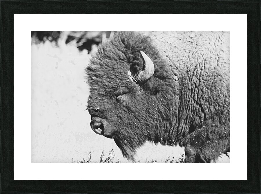Buff4 Picture Frame print