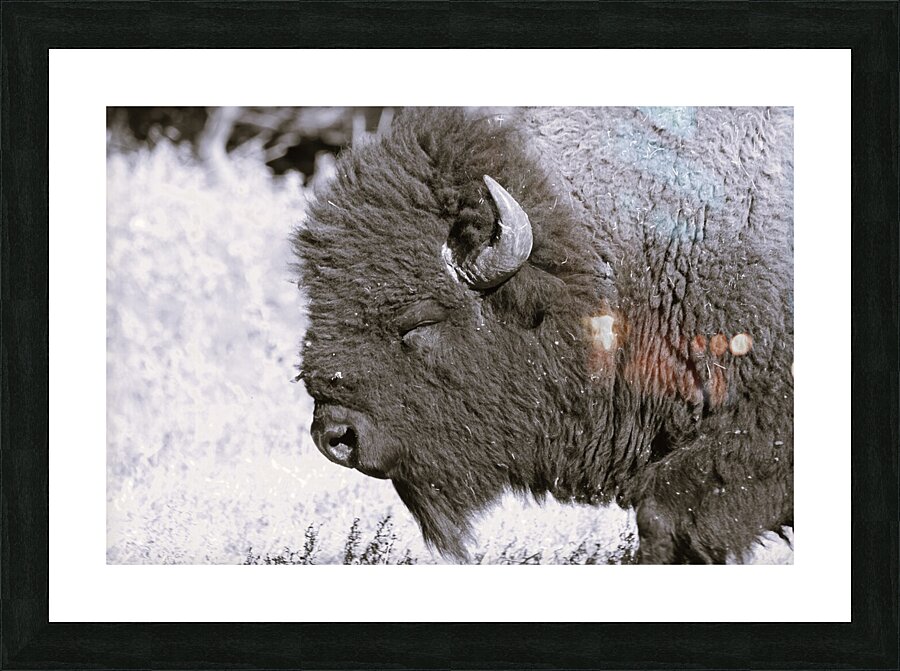 Buff3 Picture Frame print