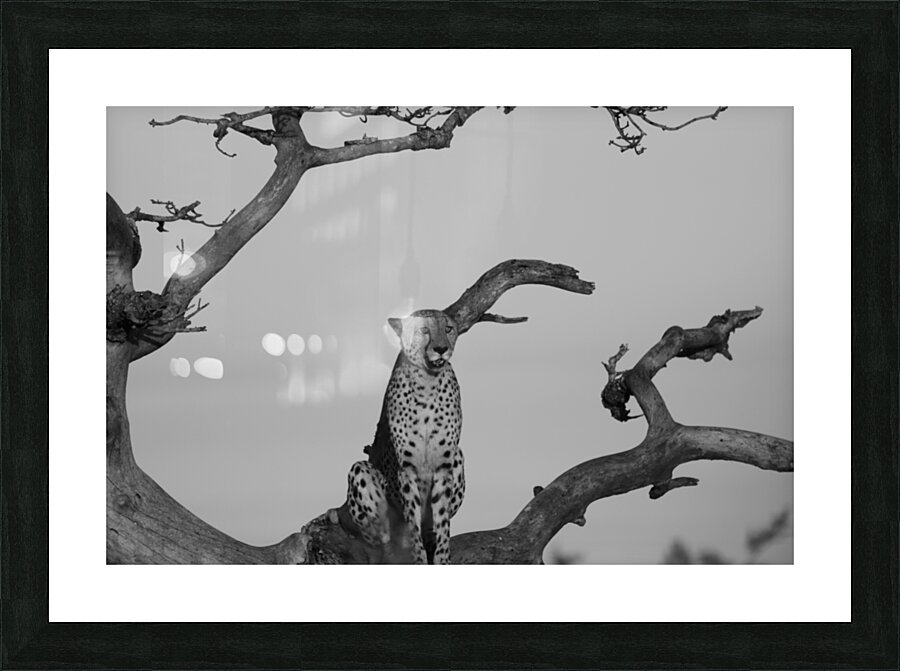 IMG 5497 Picture Frame print