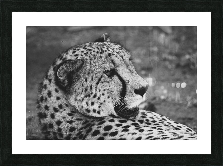 BW Cheetah Picture Frame print