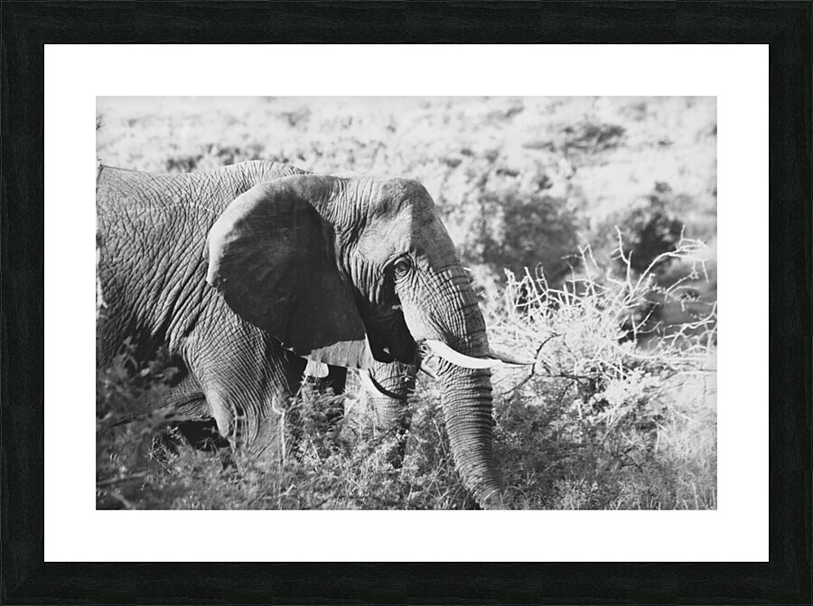 BW Ele2 Picture Frame print