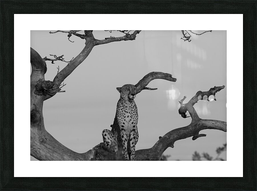 IMG 5491 Picture Frame print