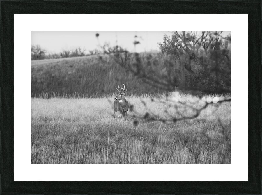 BW Deer Picture Frame print