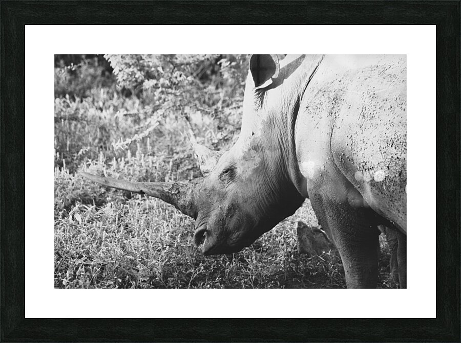 BW Rhino Picture Frame print