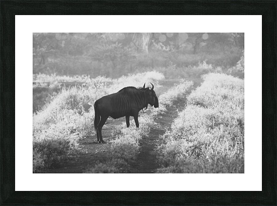 BW wild Picture Frame print