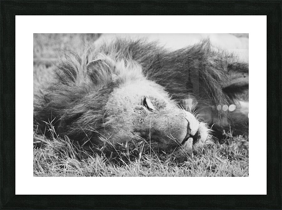 BW Lion Picture Frame print