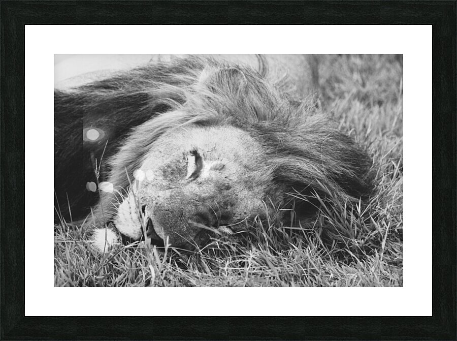 BW Lion2 Picture Frame print