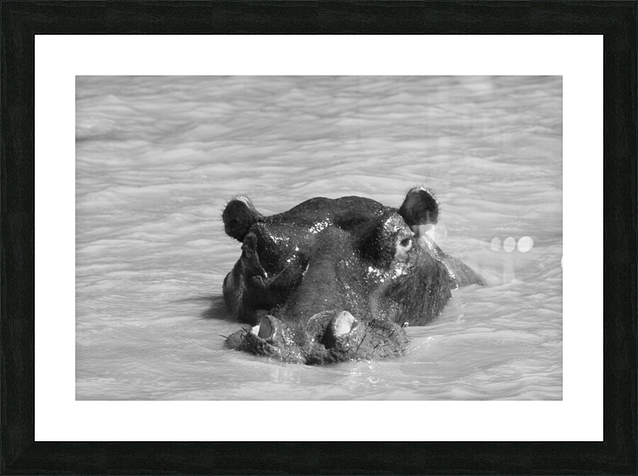 IMG 5600 Picture Frame print