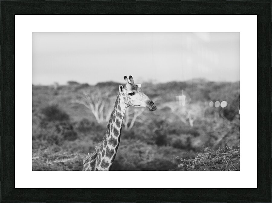 BW Giraffe Picture Frame print