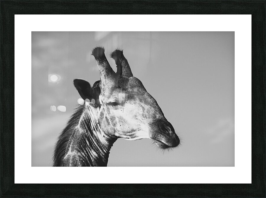 BW Giraffe3 Picture Frame print