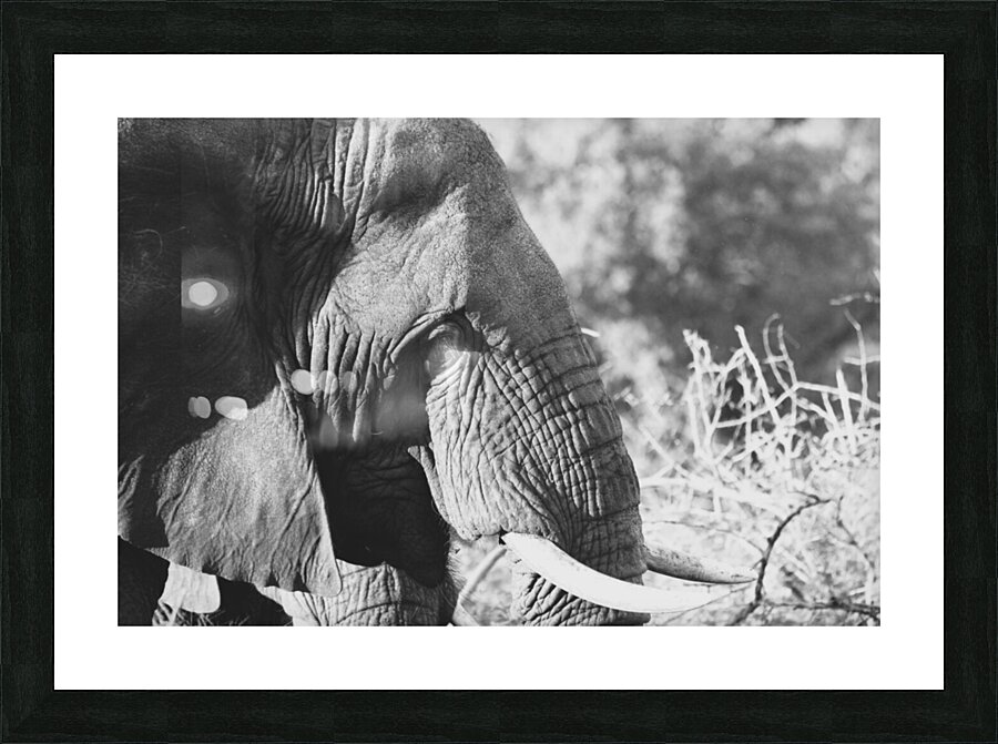 BW Ele Picture Frame print