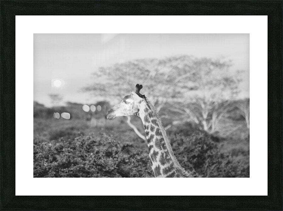 BW Giraffe2 Picture Frame print