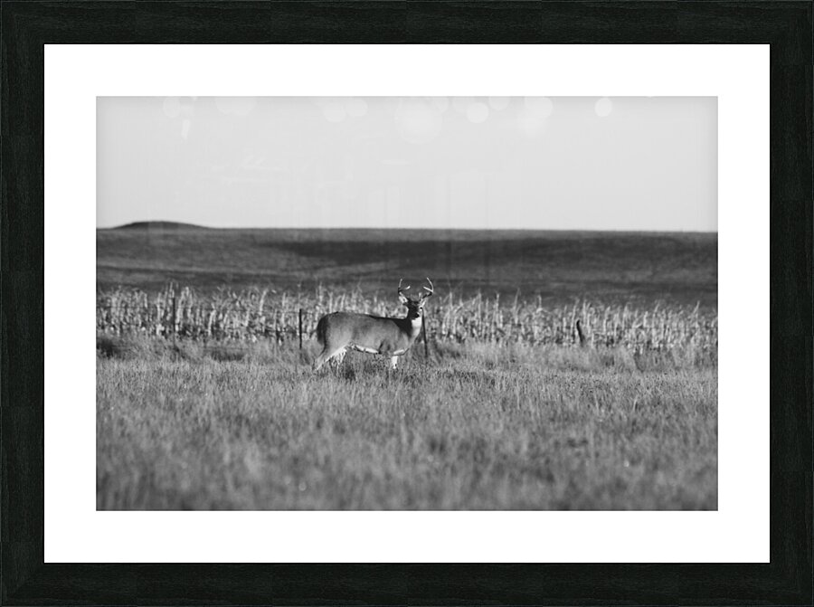BW Deer2 Picture Frame print