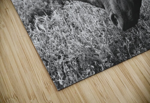 BW Rhino Hells Bells puzzle
