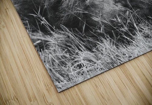 BW Lion Hells Bells puzzle