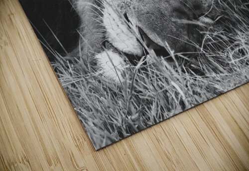 BW Lion2 Hells Bells puzzle
