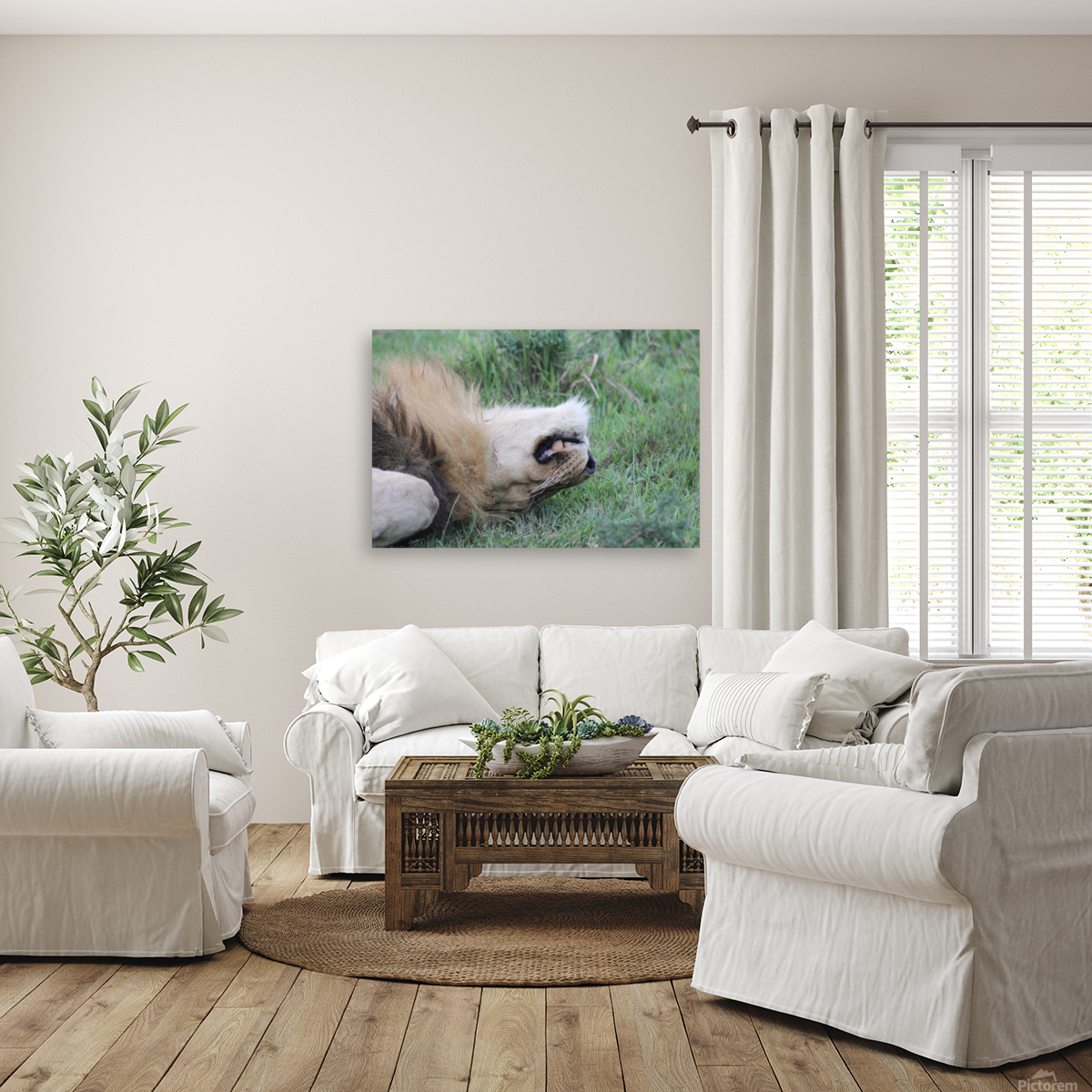 Lion Sleeping Reproduction