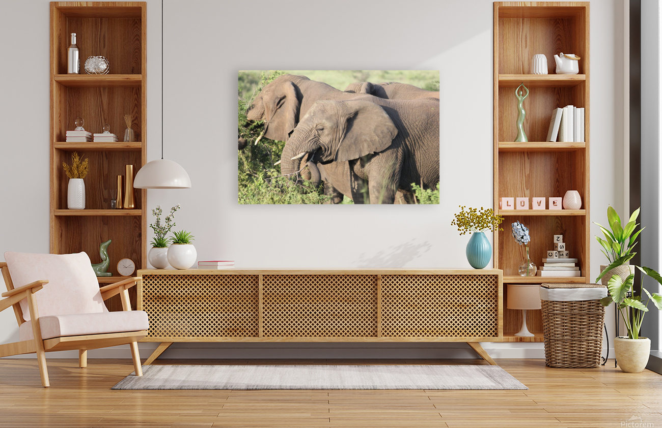 Elephant 7 Reproduction
