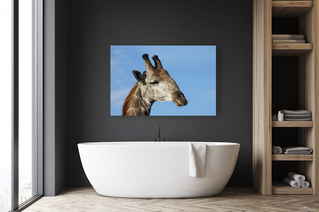 Giraffe Sky Reproduction