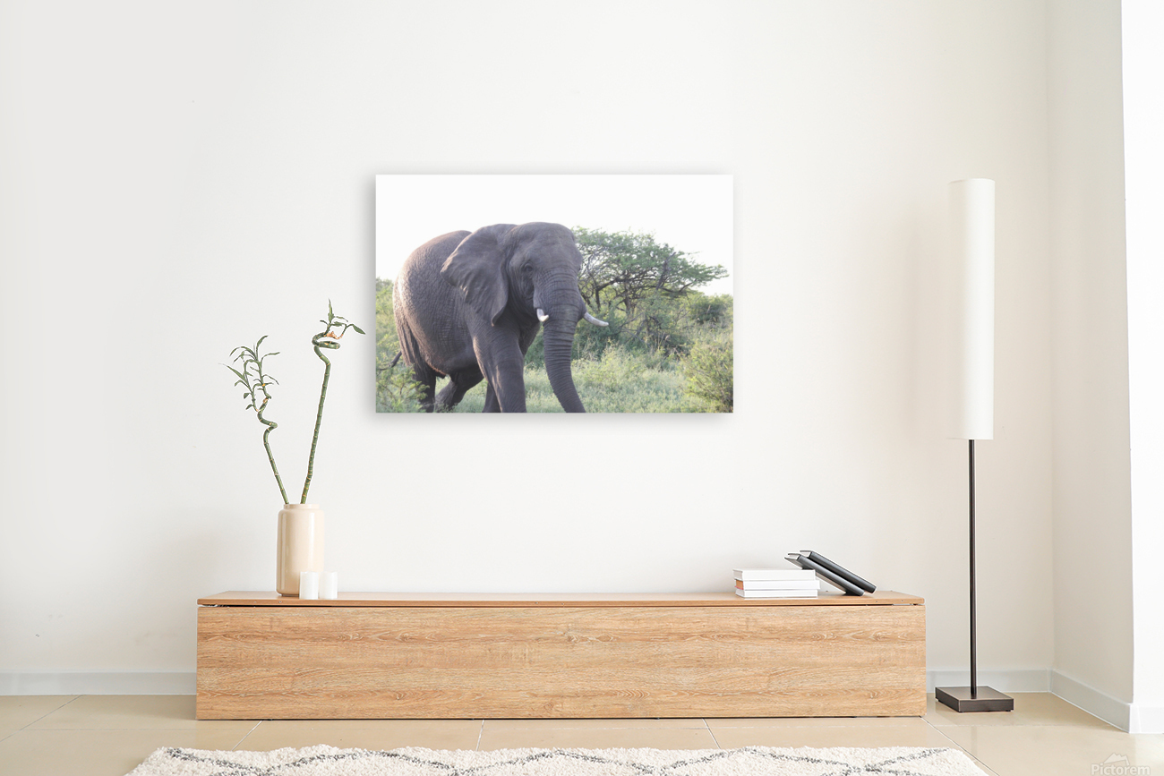 Elephant 6 Reproduction