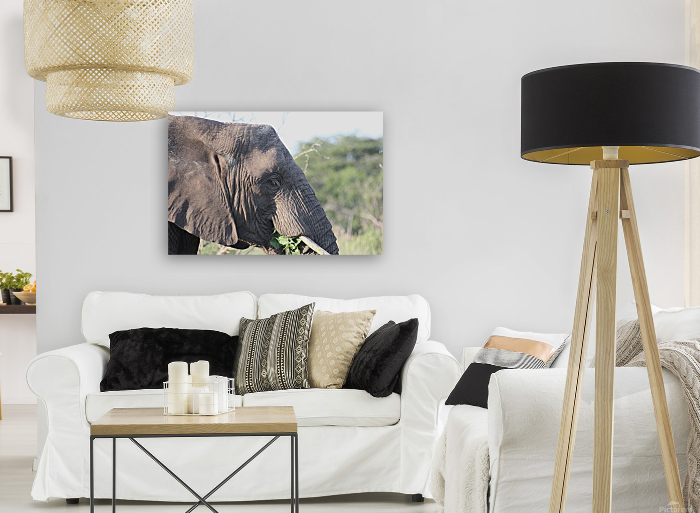 Elephant 6 Reproduction