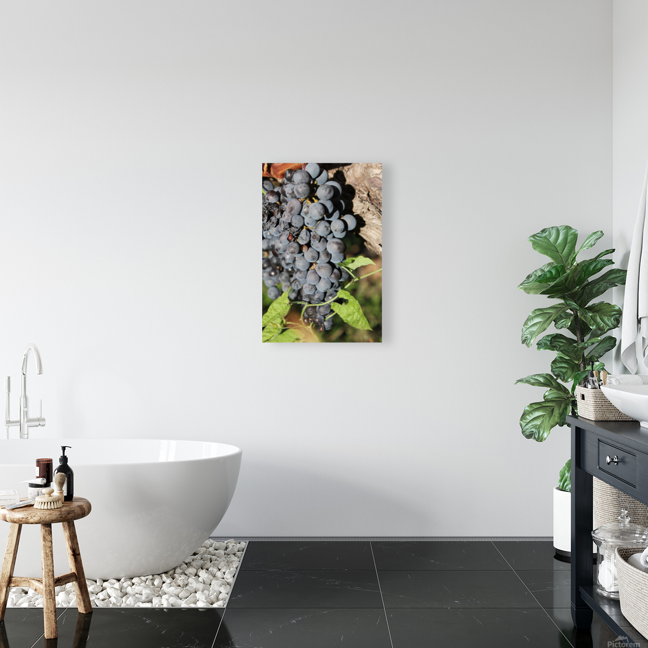 Grapevine Reproduction