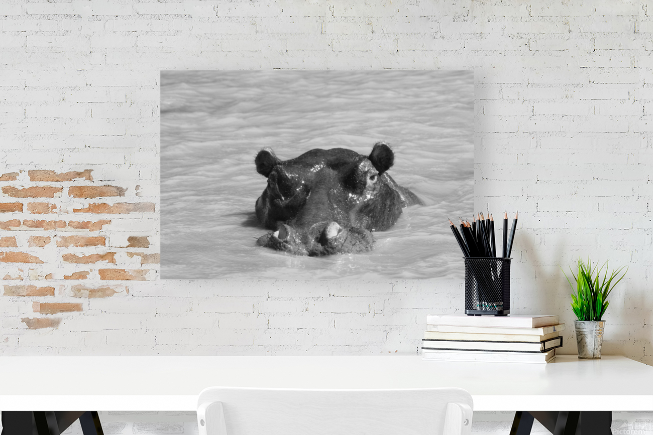 Hippo Reproduction