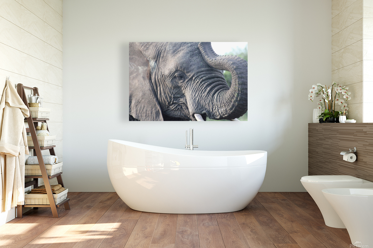 Elephant 5 Reproduction