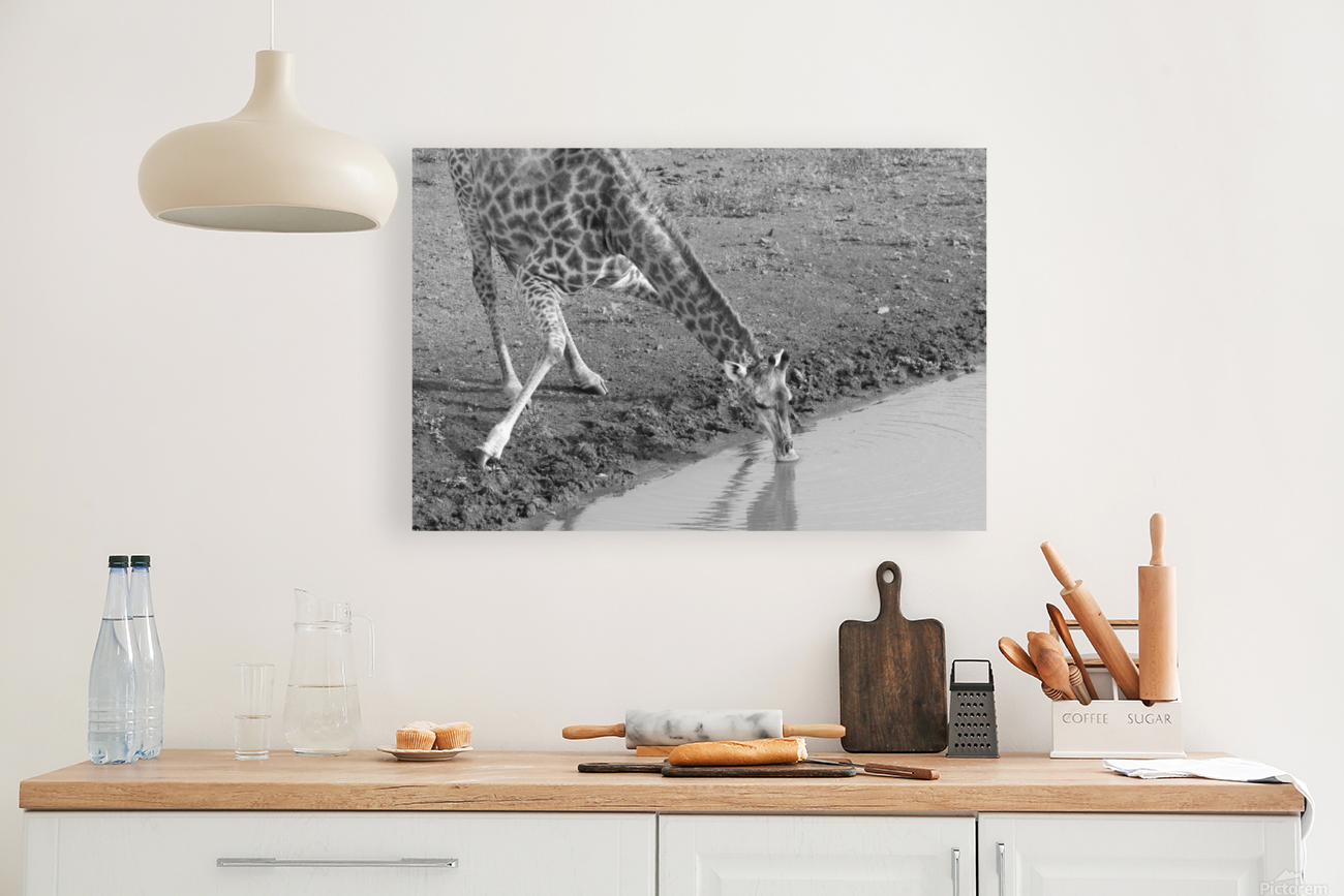 Giraffe BW Reproduction