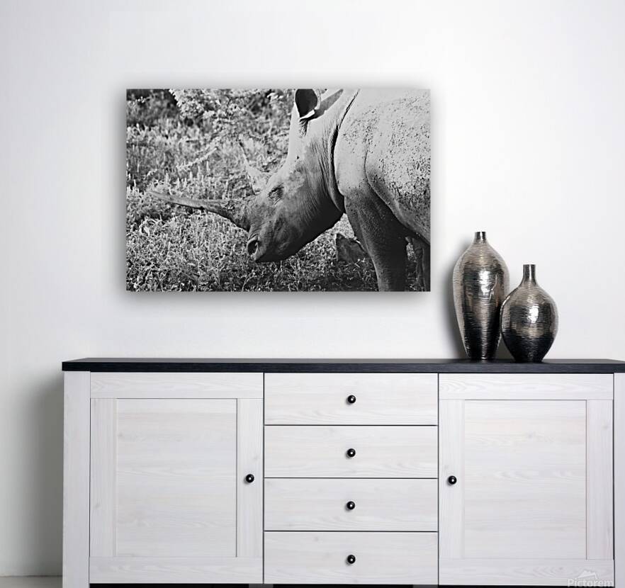 BW Rhino Reproduction