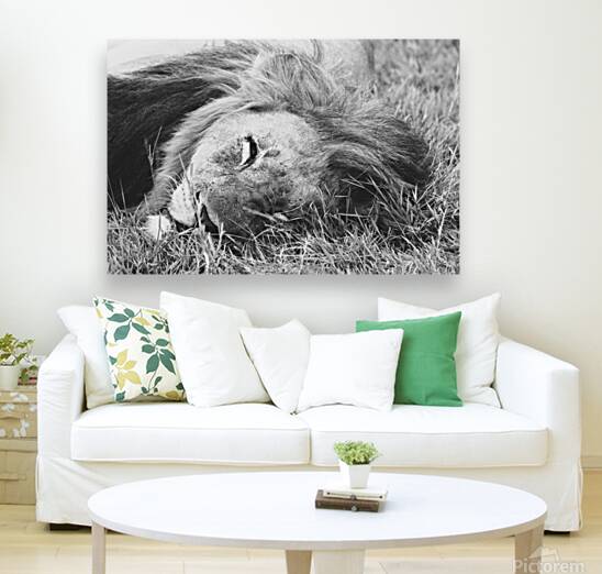 BW Lion2 Reproduction