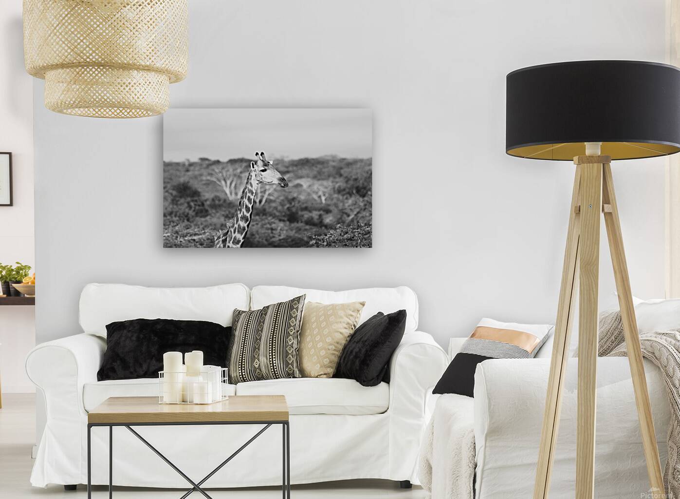 BW Giraffe Reproduction