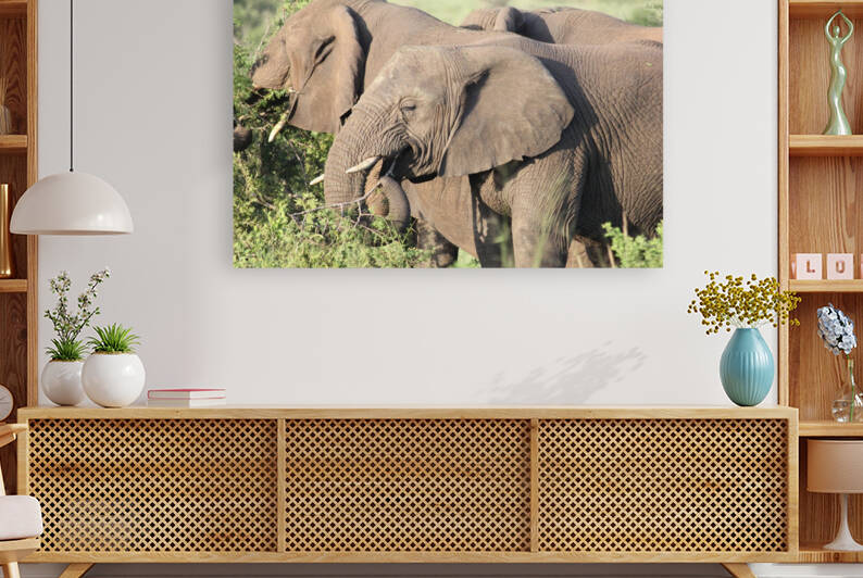 Elephant 7 Reproduction
