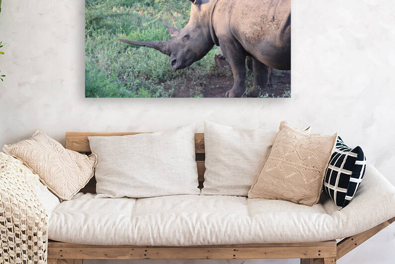 Rhino 4 Reproduction