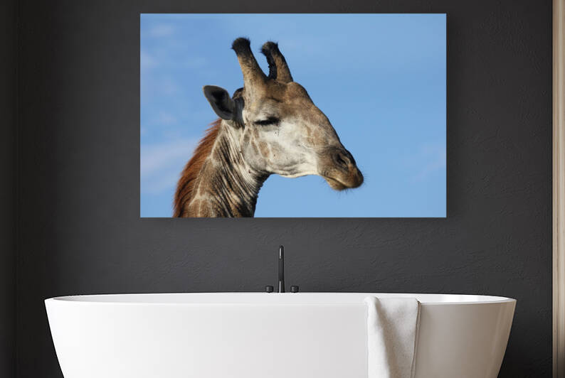 Giraffe Sky Reproduction