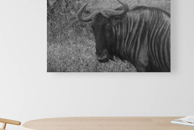 Wildabeast BW by Hells Bells