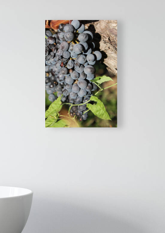 Grapevine Reproduction