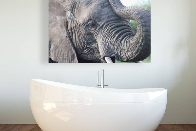 Elephant 5 Reproduction