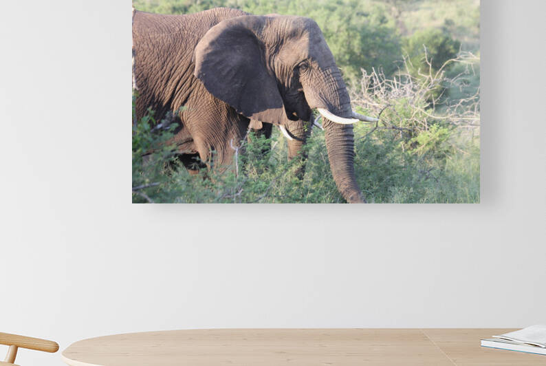 Elephant 4 Reproduction