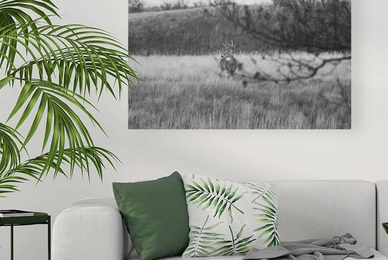 BW Deer Reproduction