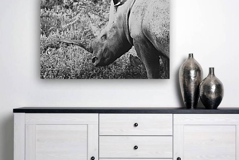 BW Rhino Reproduction