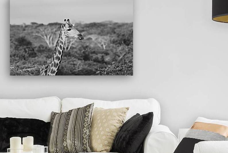 BW Giraffe Reproduction