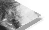 BW Lion HD Metal print