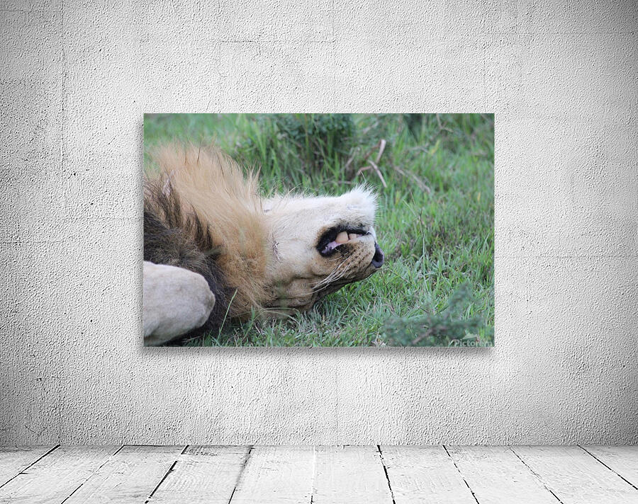 Lion Sleeping Wall Preview