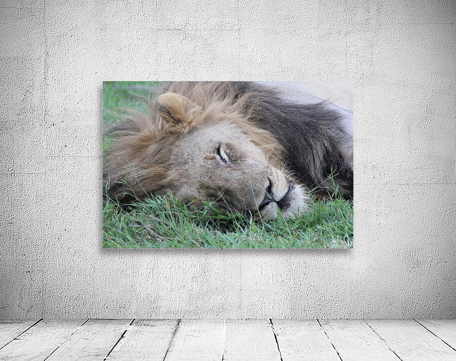 Lion Sleeping Wall Preview