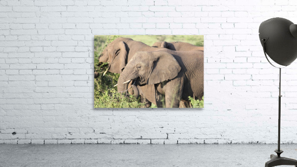 Elephant 7 Wall Preview