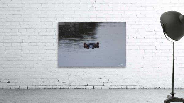 Hippo Spying Wall Preview