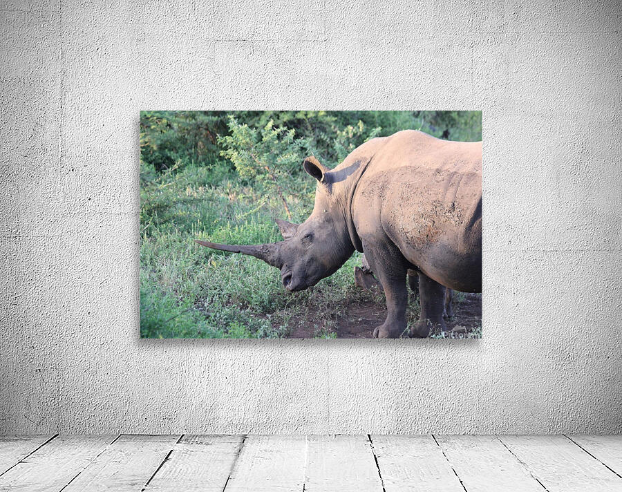 Rhino 4 Wall Preview