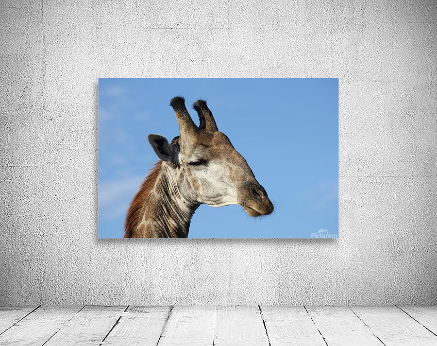 Giraffe Sky Wall Preview